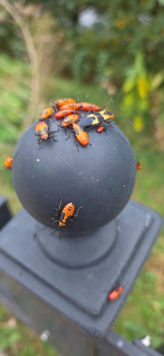 Large Milkweed Bug