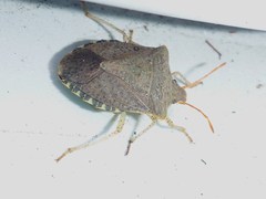 Euschistus conspersus