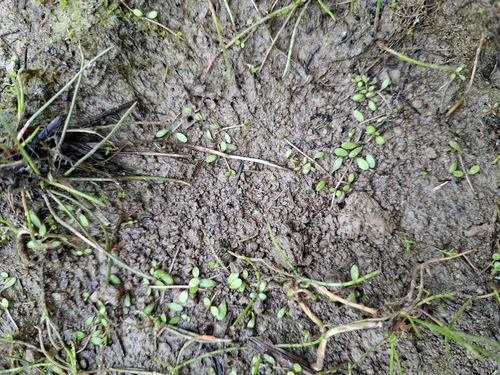 Glossostigma elatinoides observed 2026-10-15