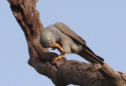 Gray Kestrel