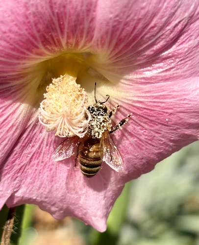 Western Honey Bee