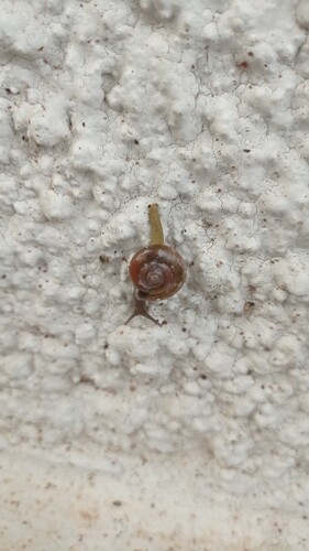 Ovachlamys fulgens observed 2026-10-15