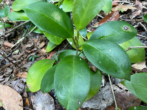 Hoya australis observed 2026-10-15