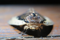 Truncaptera gigantea