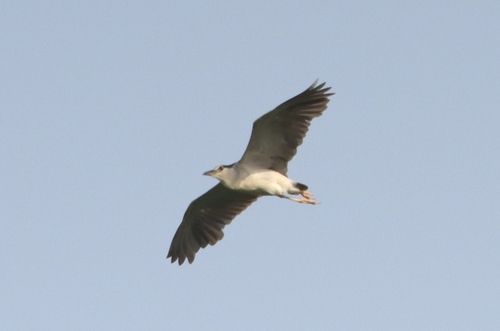 Black-crowned Night Heron