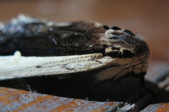 Truncaptera gigantea