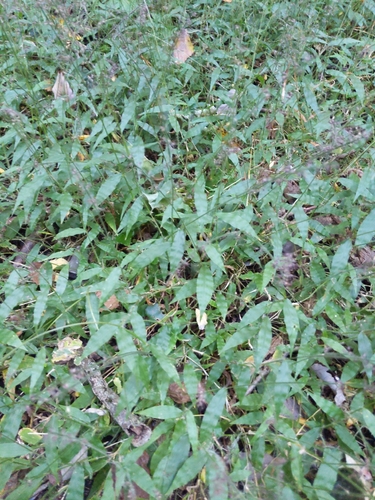 wavyleaf basketgrass