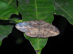 Anisoneura salebrosa
