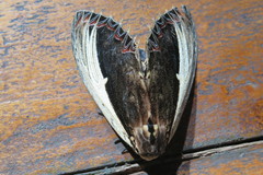 Truncaptera gigantea