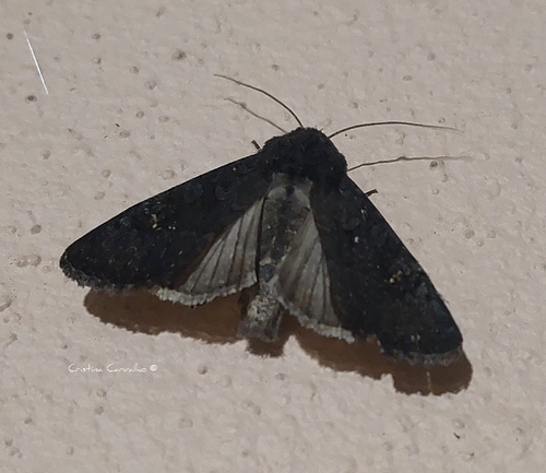 Black Rustic