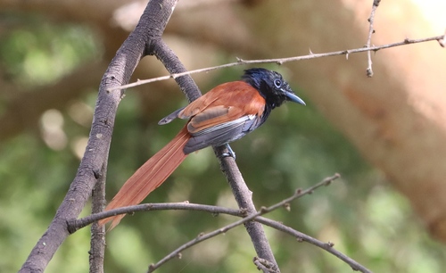 African Paradise-Flycatcher