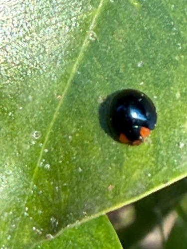 Metallic Blue Lady Beetle