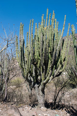 Stenocereus montanus