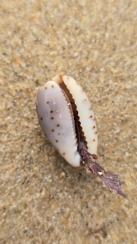 Cypraea gracilis observed 2026-10-16