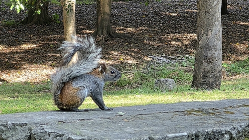 Red-bellied Squirrel observed by steveshunk