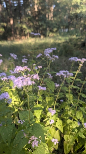 blue mistflower