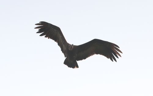 Hooded Vulture