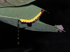 Chadisra bipars