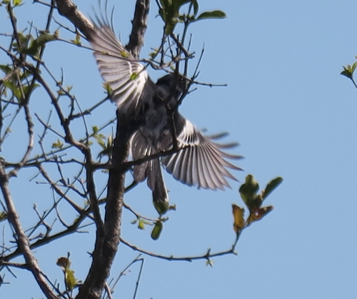 iNaturalist image