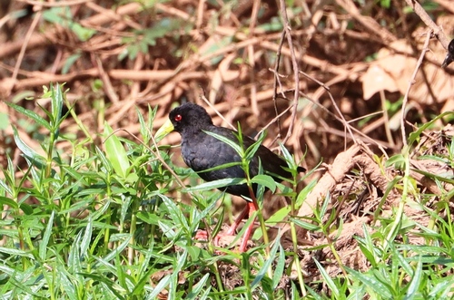 Black Crake