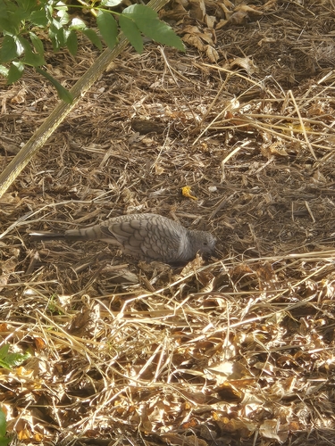 Inca Dove