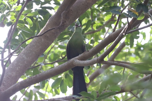 Guinea Turaco