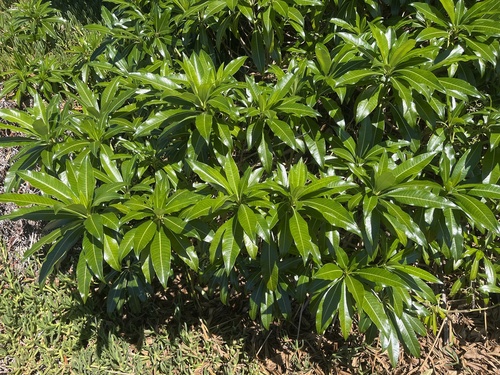 Rauvolfia sumatrana