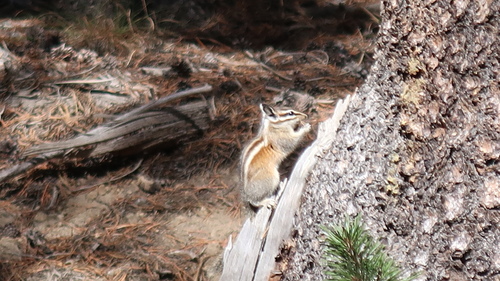 Lodgepole Chipmunk observed by petezani