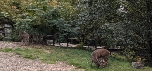 Columbian Black-tailed Deer