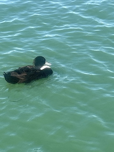Domestic Mallard