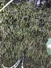 Scleropodium cespitans