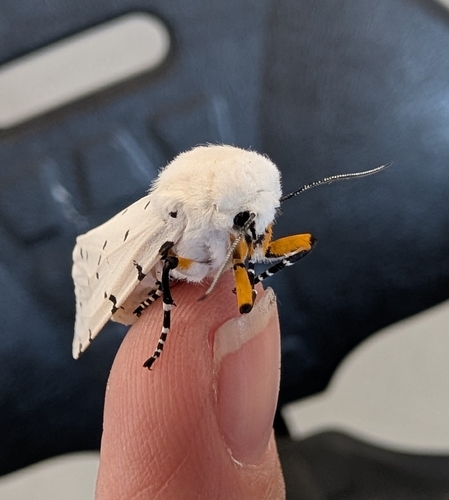Salt Marsh Moth