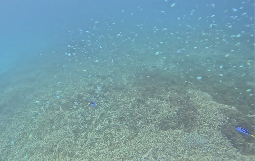 Paracanthurus hepatus observed 2026-10-11
