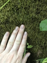 Scleropodium cespitans