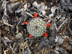 Mammillaria hutchisoniana louisae