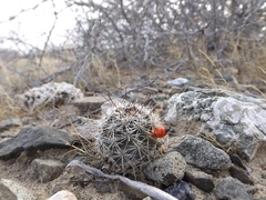 Mammillaria hutchisoniana louisae
