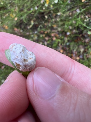 Exobasidium vaccinii observed 2026-10-15