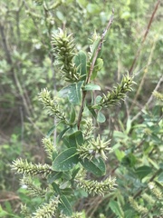 Salix kochiana
