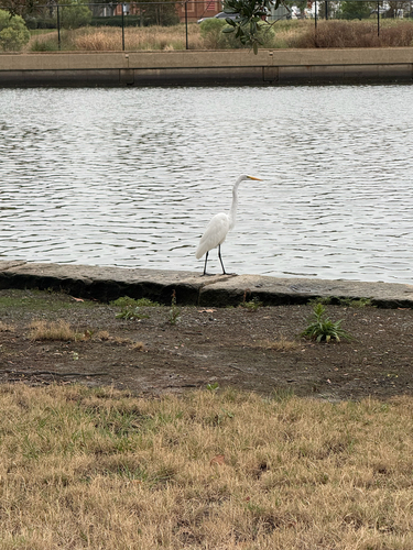 Great Egret