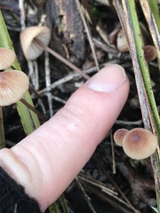 Mycena kuurkacea