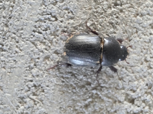Sugarcane Beetle
