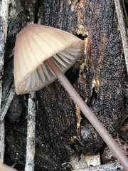 Mycena kuurkacea