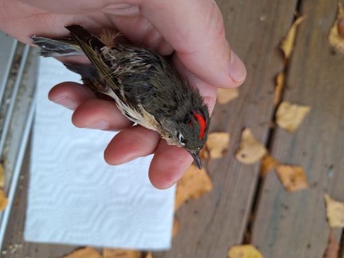 Ruby-crowned Kinglet