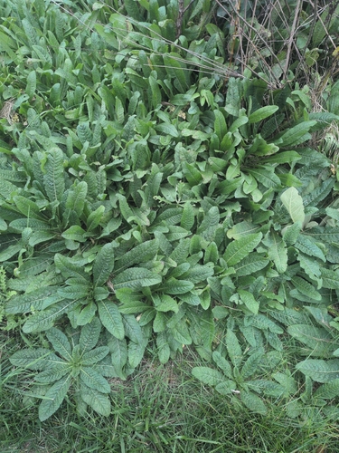 wild teasel