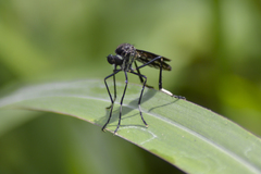 Archilestris capnopterus