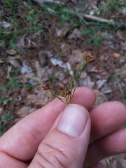 Rhynchospora harveyi