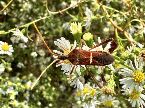 Eastern Leaf-footed Bug