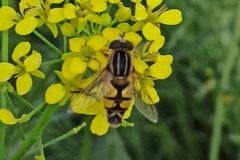 Helophilus trivittatus