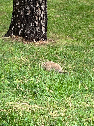 Groundhog