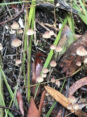Mycena austrofilopes